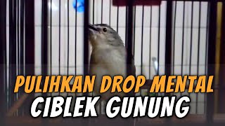 MERAWAT CIGUN DROP MENTAL NGIK SUPAYA KEMBALI PULIH