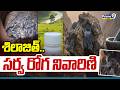 శిలాజిత్.. సర్వ రోగ నివారిణి | Shilajit In Ayurveda | Prime9 News
