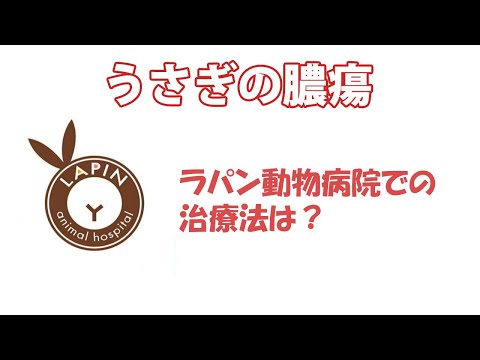 ウサギの歯根膿瘍を防ぐ飼い主の習慣と早期発見のコツ