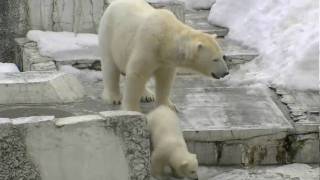 ホッキョクグマの赤ちゃん 階段を降りる〜Polar Bear Baby