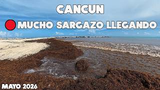 Cancún🔴Llegando Muchísimo Sargazo Hoy Mayo 2026