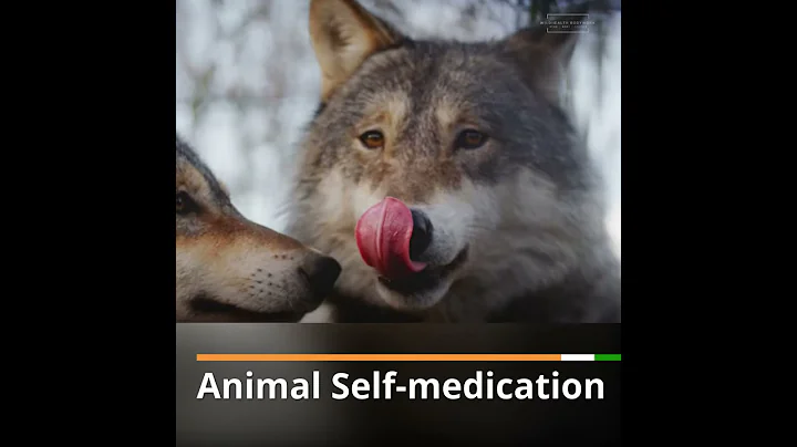 Animal Self-medication (book trailer)