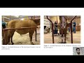 Pregnancy Termination in a Mare with Hydro allantois