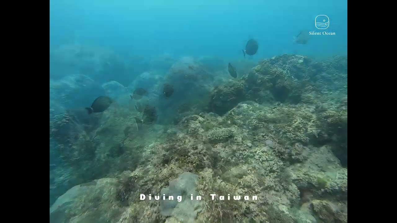 自由潛水考照全紀錄！與海龜共游超療癒！倪暄克服恐懼，竟拿臉盆練憋氣？小琉球最香穿衣秀，成員邪惡視角全都露！｜李懿、巫苡萱｜ft. 琳妲｜20201006｜懿想天開 N-EP1