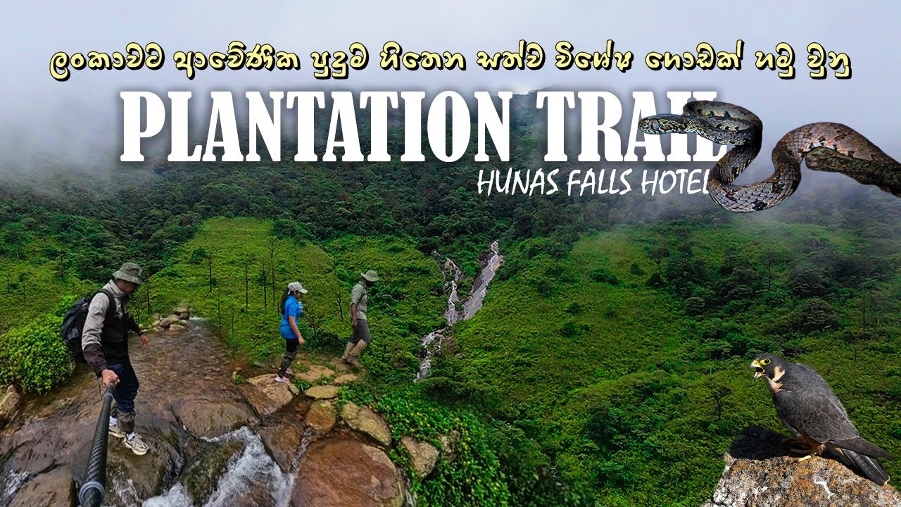 ශ්‍රී ලංකාවට ආවේණික  වනසතුන්ගේ පාරාදීසයක් මැදින් ගිය Hunas Falls Plantation Trekking