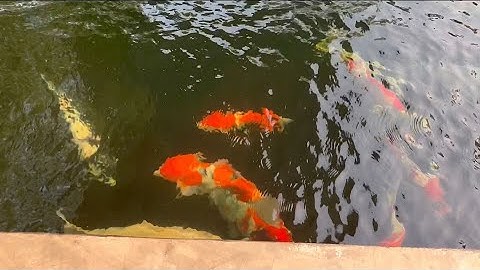 มาชมวิธีการล้างบ่อปลาคราฟว่าทำยังไงยากหรือง่าย👉