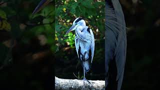 アオサギのお昼寝～撮影日記2025年9月17日