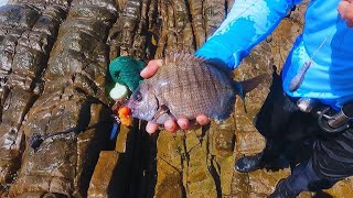 BLACKTAIL/SARGO fishing STILBAAI South Africa! #fishing #fishingvideo