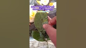 एक बेलपत्र व शहद शिवलिंग पर चढ़ाने का अचूक उपाय #pradeepmishrajikeupay