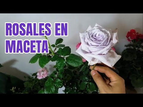 Vídeo: Com trasplantar una rosa de test a test a casa?