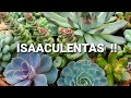 ¡Como cuidar tus suculentas! - Tips para principiantes /Taking Care of Succulents * Mi primer vídeo😄