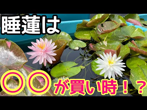Water Lily Farm] Now is your chance! When is the best time