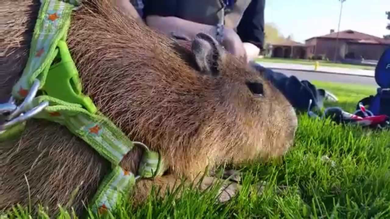Eating grass in the park - YouTube