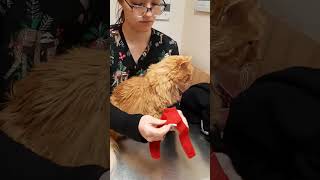 Cephalic Venipuncture Restraint/Muzzle Application (Feline)