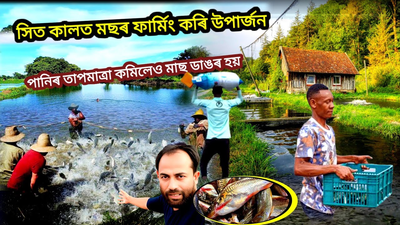 সিত কালত মাছৰ ফাৰ্মিং || Faruk Business Ideas ||   Fish Farming in Assam India || #Catfish #Farm 