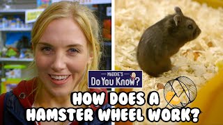 How does a Hamster Wheel work? 🐹 Maddie's Do You Know? 👩