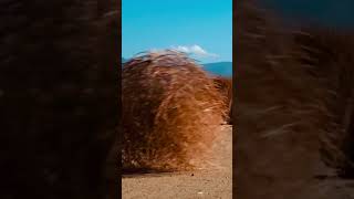 tumbleweed #electronicmusic