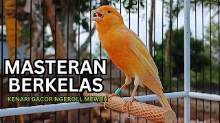 Kemewahan Suara Kenari! Baru Putar 10 Detik Kenari Muda Langsung Berani Bunyi Keras