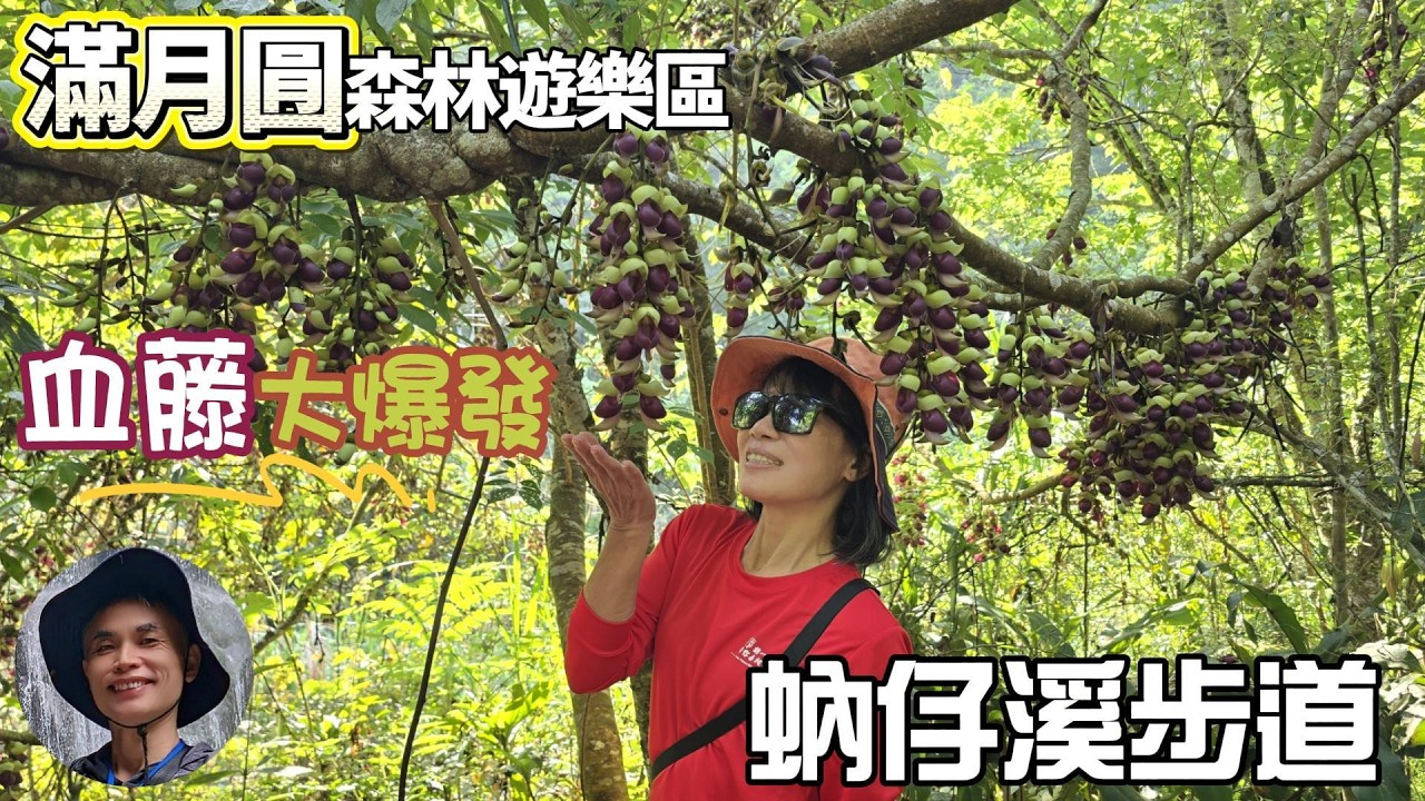 A massive bloom of blood vines is happening at the Nuzixi