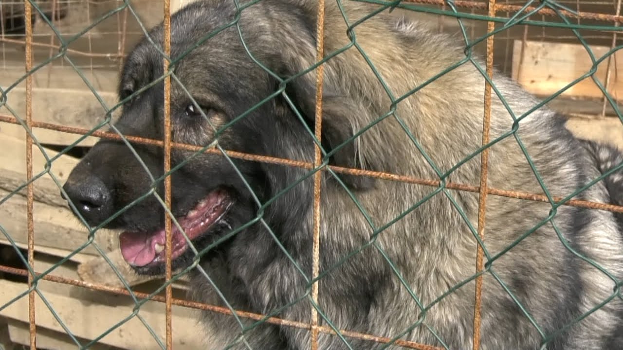 - NAJBOLJI ŠARPLANINCI U REGIONU, UZGAJIVAČNICA KOZARAČKI VUK PRIJEDOR 2024