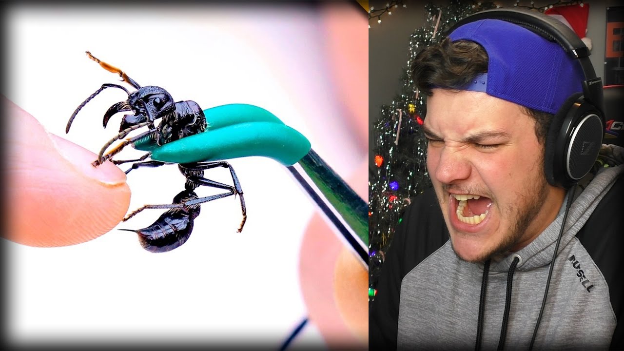 stung-by-a-bullet-ant-reaction-youtube