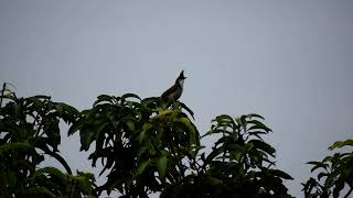 Red Whiskered Bulbul Sound