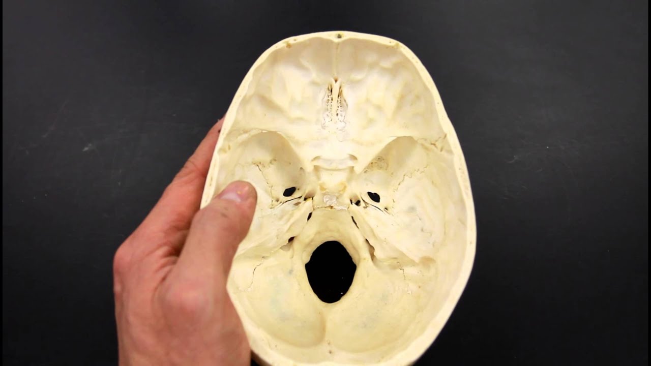 SKELETAL SYSTEM ANATOMY: Cranial fossa of the human skull - YouTube