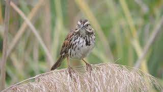 Adorable Song Sparrow