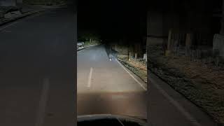 Bear Casually Crosses Road During the Night