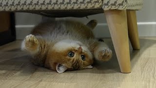 Under the chair