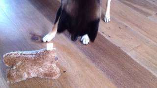 Shiba inu Kazumi VS insect by Alice 376 views 7 years ago 42 seconds