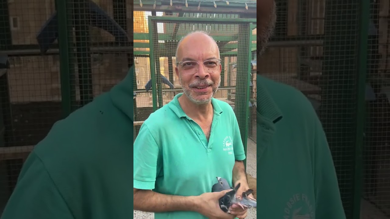 مواصفات الحمام الزاجل مع الاسطوره الاستاذ مصطفى السمري بطل الحمام الزاجل في مصر #غاوي_البسطاء