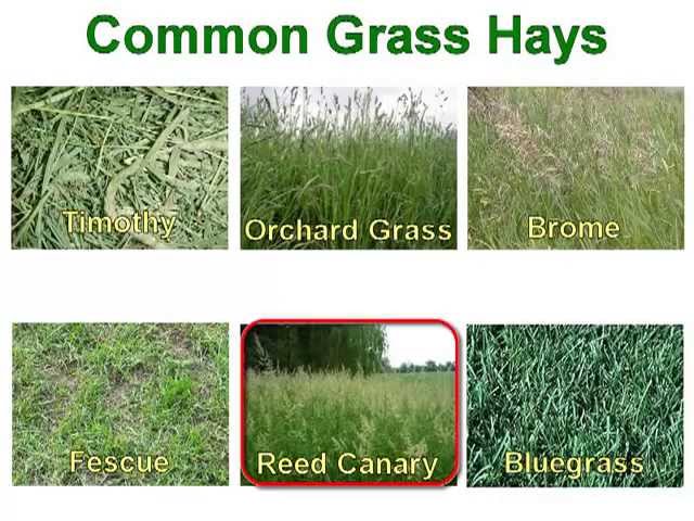 7 Tips for Growing Quality Hay