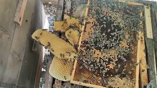 Krásné včelstvo s úplně prostavěným podmetem (divočinou/trubčinou), včely v nádherném rozvoji.