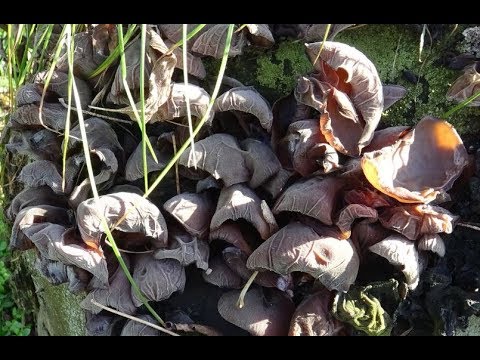 Wideo: Jadalny grzyb topoli