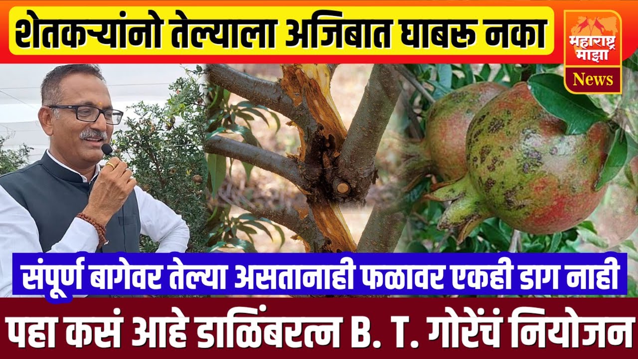 ♦️शेतकऱ्यांनो तेल्या रोगाला घाबरू नका | डाळिंबरत्न B.T गोरे सरांनी सांगितली आयडिया.