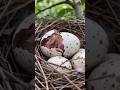 A Tiny Life Begins Alone: Baby Bird Hatches Without Its Mother” 🐣🥚💛 #ai #shorts
