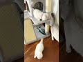 Gentle white tots climb a grey house #ASMR #cute #cat #kitten #meow #funny