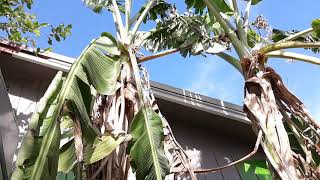 How to overwinter and cold protect EVERY variety of fruit tree! Part 1