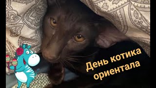День из жизни кота - ОРИЕНТАЛА l ориентальный шоколадный котик l знакомство двух котов