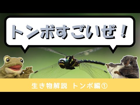 トンボの調べ方 トンボの調べ方(日本環境動物昆虫学会, 生物保護とアセスメント
