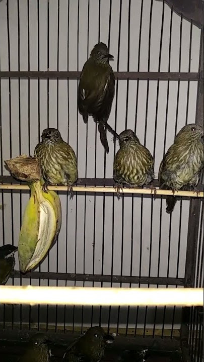 burung siri siri kecil guys SUBSCRIBE #burung #burungkicau #sirisiri