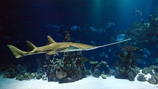 Exploring Ocean Wonders