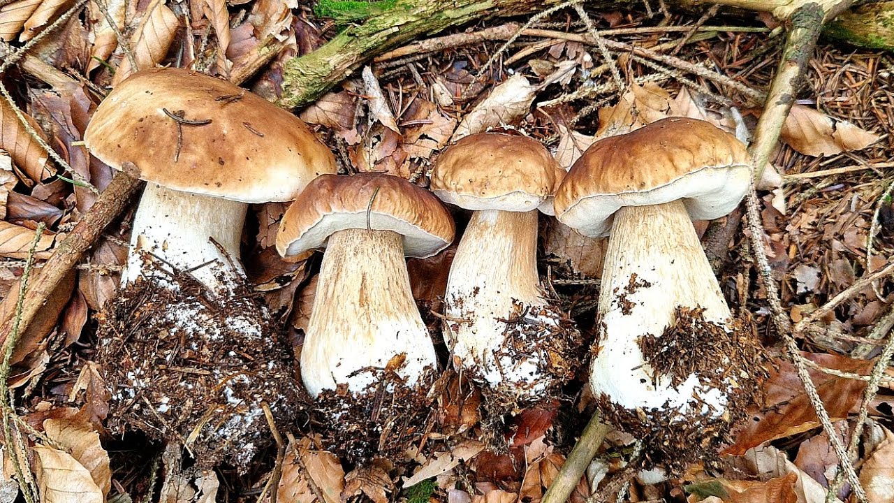 Krásne HRÍBY, plné koše. Rozprávka pokračuje!