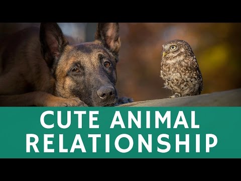 adorable-friendship-of-a-shepherd-dog-&-an-owl