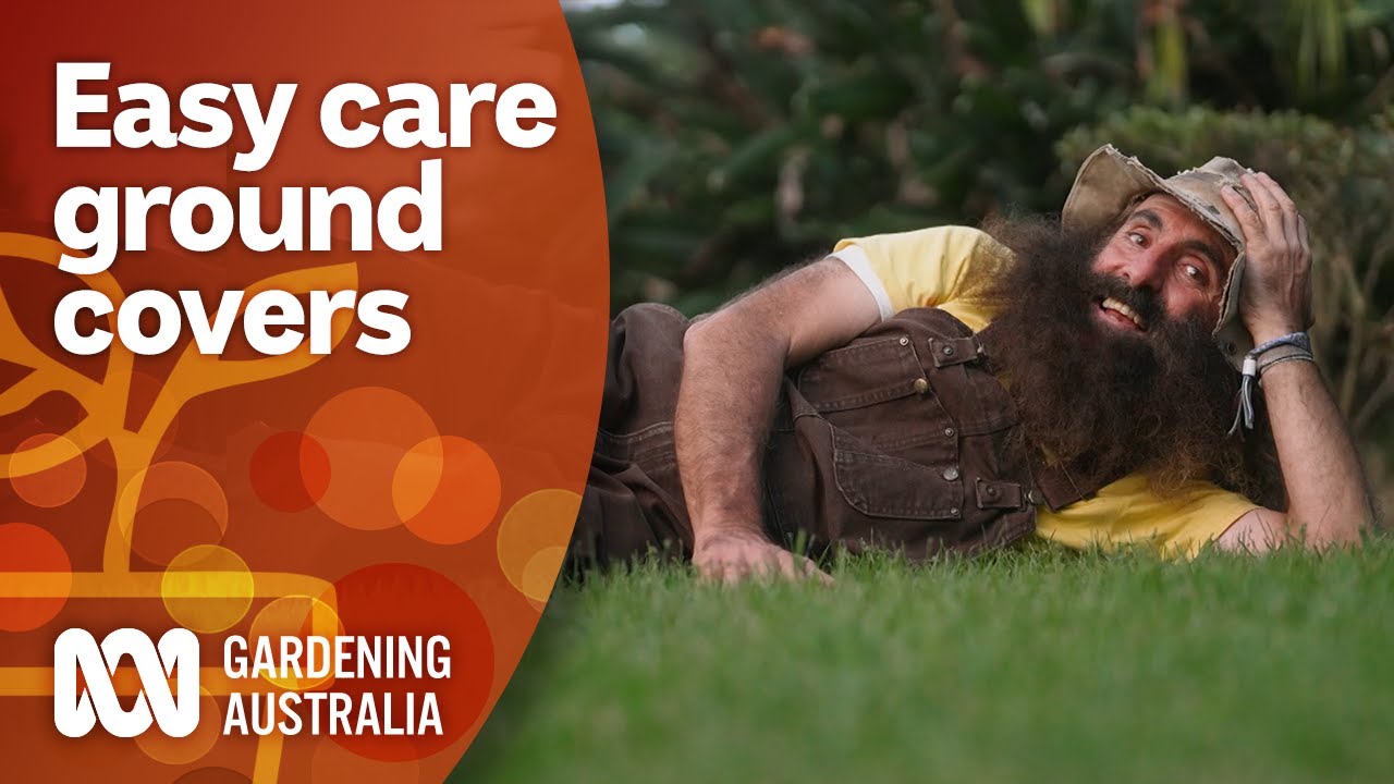 Check out these fuss-free lawn alternatives | Garden Inspiration ...