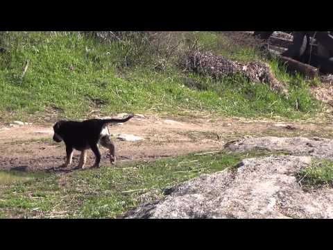 Видео: Кученцето Броди има 18 BB рани, но не и сломен дух