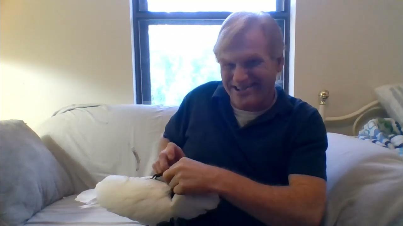 Putting On a Small Stepin Dog Harness YouTube