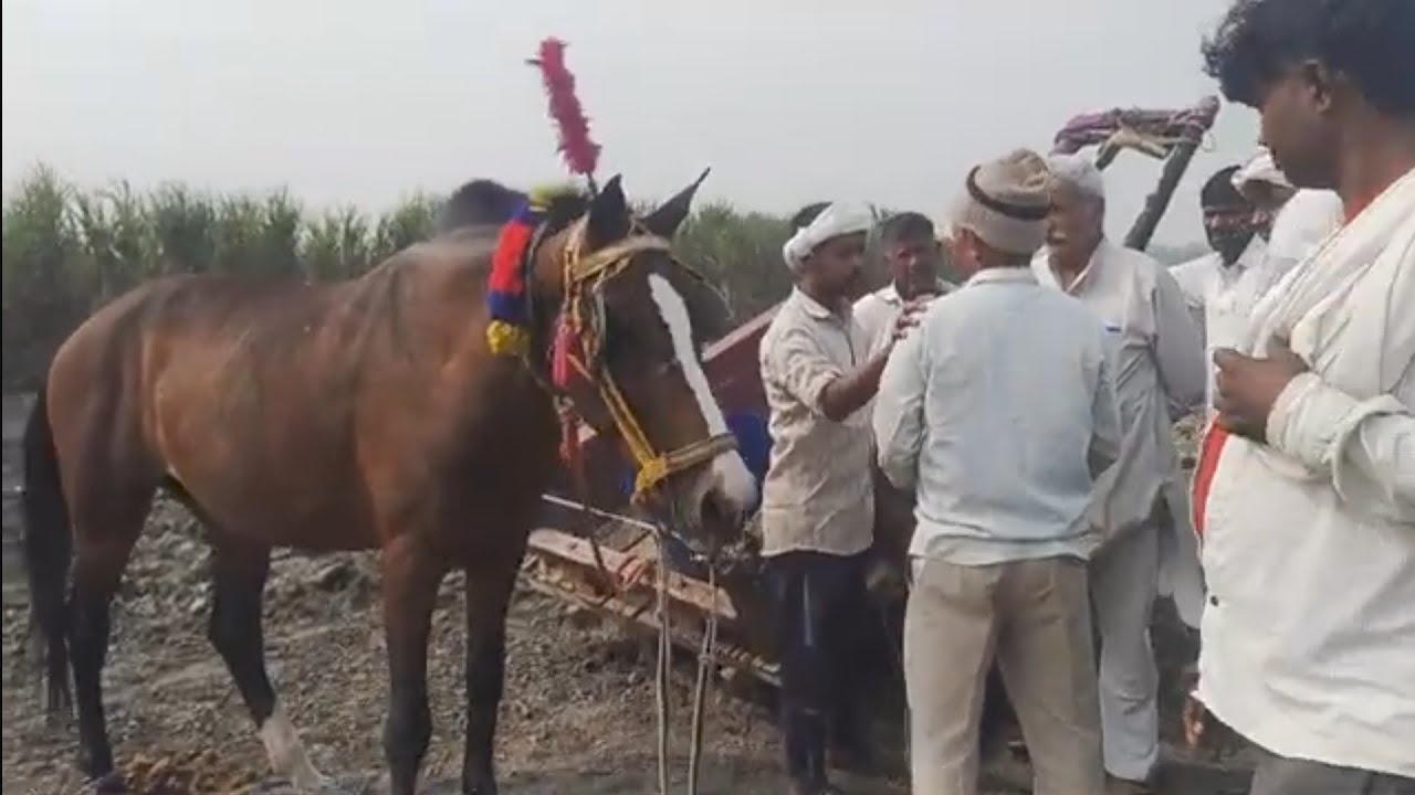 गढ़ गंगा मेले 2025 में डेरा डाला हमने ये नहीं देखा तो क्या देखा |Ghode 