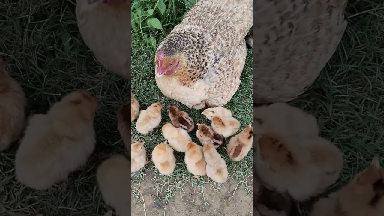 mama hen and chicks sound